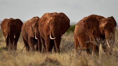 Los agricultores de Kenia usan abejas y sésamo para mantener alejados de los elefantes merodeadores