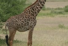 ¿Cuántas especies de jirafa hay en África? El nuevo análisis científico cuadruplica el recuento