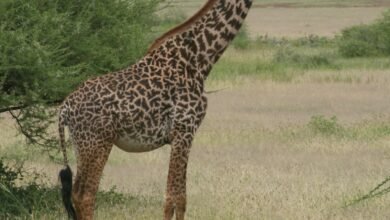 ¿Cuántas especies de jirafa hay en África? El nuevo análisis científico cuadruplica el recuento