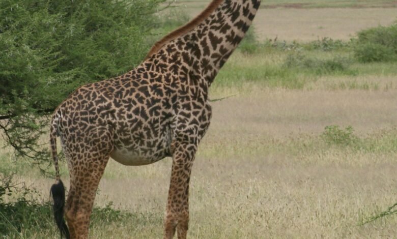 ¿Cuántas especies de jirafa hay en África? El nuevo análisis científico cuadruplica el recuento