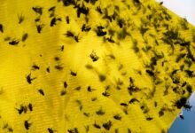 Los ganaderos mexicanos luchan por adaptarse como un parásito pequeño que llena sus exportaciones de ganado a los Estados Unidos