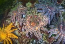 Los científicos dicen que han resuelto el misterio de lo que mató a más de 5 mil millones de estrellas de mar