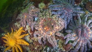 Los científicos dicen que han resuelto el misterio de lo que mató a más de 5 mil millones de estrellas de mar