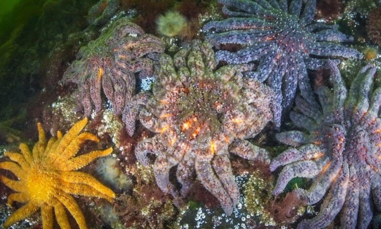 Los científicos dicen que han resuelto el misterio de lo que mató a más de 5 mil millones de estrellas de mar