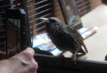 Este Starling rescatado acaba de reproducir una imagen digital de la memoria usando Sound como un disco duro de Living