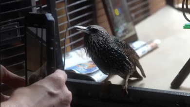 Este Starling rescatado acaba de reproducir una imagen digital de la memoria usando Sound como un disco duro de Living