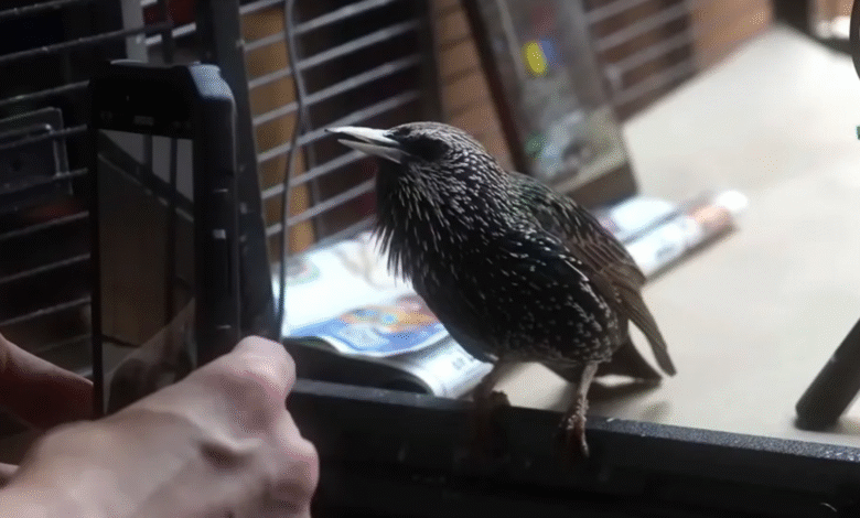 Este Starling rescatado acaba de reproducir una imagen digital de la memoria usando Sound como un disco duro de Living Este Starling rescatado acaba de reproducir una imagen digital de la memoria usando Sound como un disco duro de Living