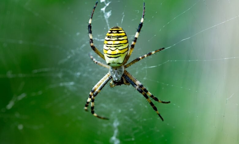 Araña de avispas gigante que puede camuflar en sí misma se descubre en el Reino Unido a medida que las especies se propagan lentamente por la nación Araña de avispas gigante que puede camuflar en sí misma se descubre en el Reino Unido a medida que las especies se propagan lentamente por la nación