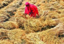 Biocombustible combustible de combustible de la cocina: los precios del trigo aumentan a medida que el maíz se desvía al etanol