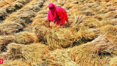 Biocombustible combustible de combustible de la cocina: los precios del trigo aumentan a medida que el maíz se desvía al etanol