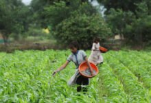El gobierno para evaluar los subsidios de fertilizantes puede incluir cambios para aumentar la eficiencia