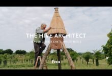 El arquitecto de la colmena: salvar abejas salvajes del Reino Unido