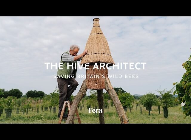 El arquitecto de la colmena: salvar abejas salvajes del Reino Unido El arquitecto de la colmena: salvar abejas salvajes del Reino Unido