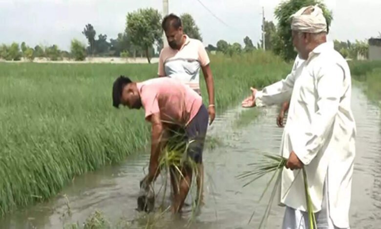 El gobierno de Punjab lanza cinco días para revitalizar los mandis causados ​​por inundaciones antes de la adquisición de arroz.