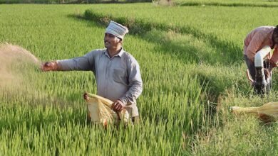 La escasez de fertilizantes tiene un impacto en la granja de Kerala. Vida rural: Ministro de Agricultura Prasad