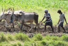 NCCF estableció un objetivo de crecimiento de 45 piezas en la circulación de este año fiscal a 12,000CR para mejores negocios AGRI.