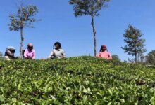 Excusa para realizar un estudio sobre la subasta de subasta de té moderna