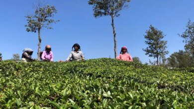 Excusa para realizar un estudio sobre la subasta de subasta de té moderna