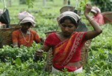 Munción a volúmenes de subasta de té doble a 20 mn kg por el año fiscal 26