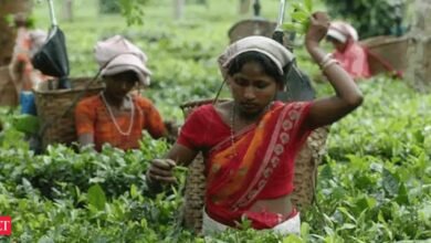 Munción a volúmenes de subasta de té doble a 20 mn kg por el año fiscal 26