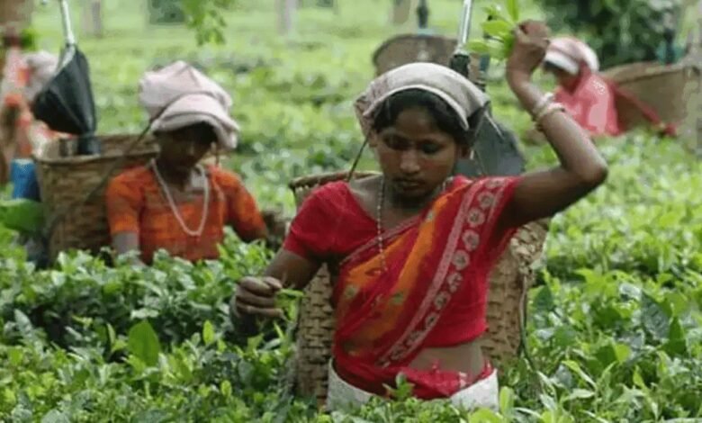 Munción a volúmenes de subasta de té doble a 20 mn kg por el año fiscal 26