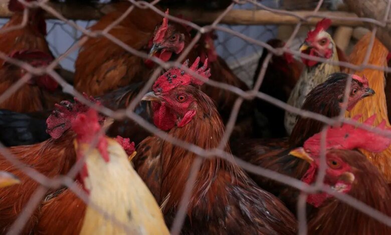 El sector de las aves de corral exige que el centro sea 5% GST. Cortar dinero para productos de valor agregado.