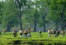 Los aranceles estadounidenses probablemente alcanzarán las exportaciones de té indias, dice la asociación de té india