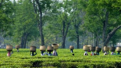 Los aranceles estadounidenses probablemente alcanzarán las exportaciones de té indias, dice la asociación de té india