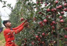 50 agricultores han sido honrados en Uttarak para marcar los 7 años del proyecto ‘Apple innato’.