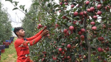 50 agricultores han sido honrados en Uttarak para marcar los 7 años del proyecto ‘Apple innato’.