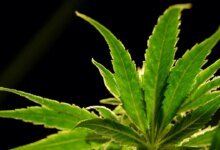 Las drogas de marihuana ayudan a reducir el dolor de espalda en una gran educación.