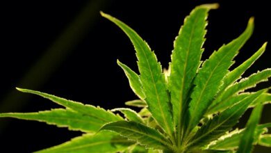 Las drogas de marihuana ayudan a reducir el dolor de espalda en una gran educación.
