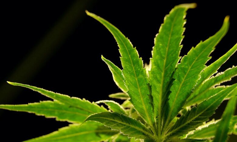 Las drogas de marihuana ayudan a reducir el dolor de espalda en una gran educación. Las drogas de marihuana ayudan a reducir el dolor de espalda en una gran educación.