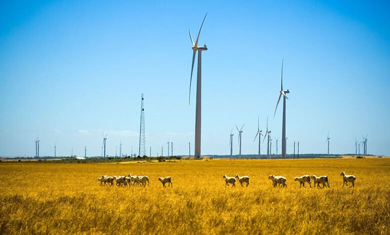 Neoen recibió una luz verde para el primer proyecto WA Wind, a pesar de la objeción al consejo local.