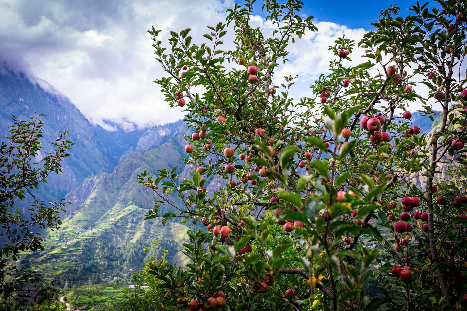 Apple_Orchards_Kinnaur-scaled.jpg