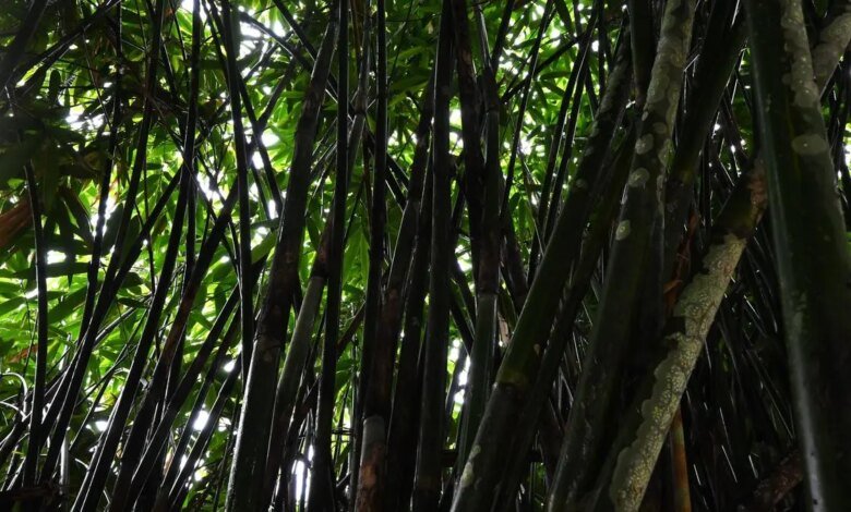 ₹ 20,000 cr mous se firmará en la cumbre de bambú internacional en Mumbai