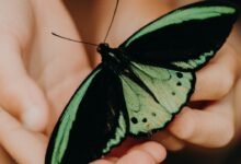 Ciencia y magia de los instintos