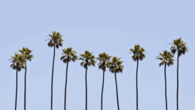 La tubería de aceite interior más grande de California en el curso para cerrar