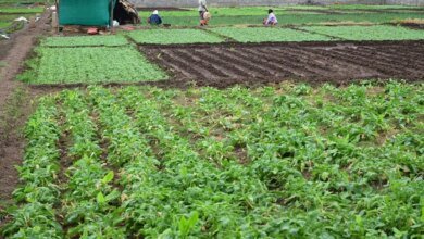 Nuevo plan agrícola de la India: precisión de ingeniería desde la planta hasta el bolsillo del agricultor