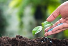 Cosecha de frutas y verduras en 2024 Europa