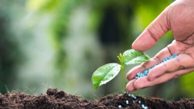 Cosecha de frutas y verduras en 2024 Europa