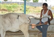 De leche a fertilizante hasta ahora