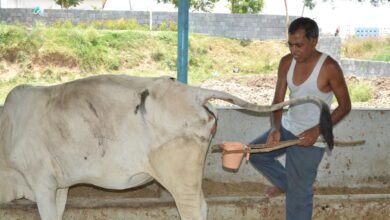 De leche a fertilizante hasta ahora