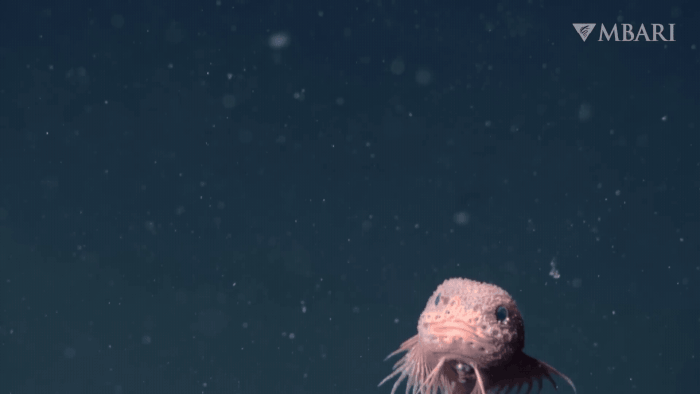 Estos peces de caracol recién descubiertos tienen un robusto, oscuro y elegante en las profundidades del mar, enorme