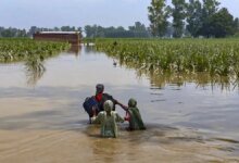 IMD predijo que habría lluvia normal en septiembre, el riesgo de cultivos aumentó.