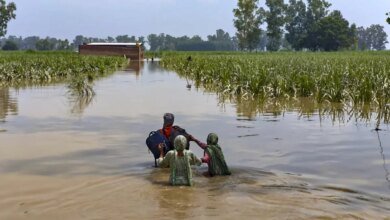IMD predijo que habría lluvia normal en septiembre, el riesgo de cultivos aumentó.