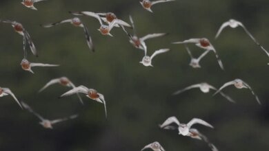 La duración del parque eólico de la isla Robbins que aún no se ha decidido puede ser voluntaria.