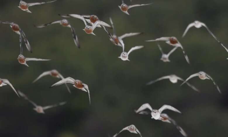 La duración del parque eólico de la isla Robbins que aún no se ha decidido puede ser voluntaria. La duración del parque eólico de la isla Robbins que aún no se ha decidido puede ser voluntaria.