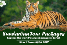 Paquetes de giras de Sundarban Asequibles de Greenbelt: ofertas de tiempo limitadas para explorar el bosque de manglares más grande del mundo