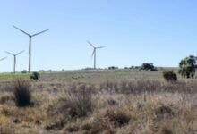 Alinta se une al viento Rush to Wheatbelt, aumenta las turbinas para evitar colisiones con cacatúas negras de carnaby